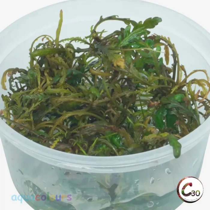 Hygrophila pinnatifida UK