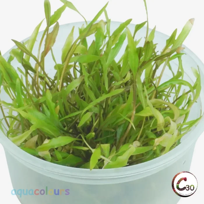 Cryptocoryne wendtii Green