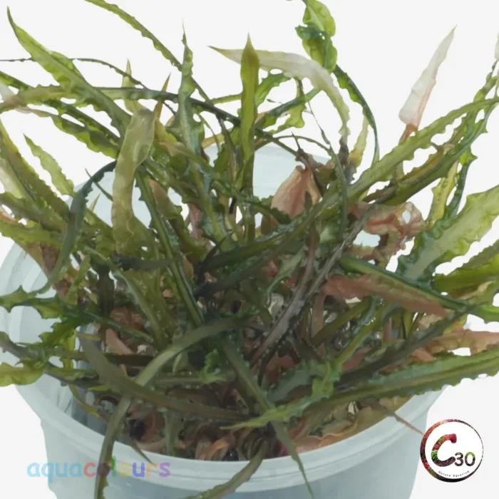 C30 Cryptocoryne balansae – Tall Background Aquarium Plant