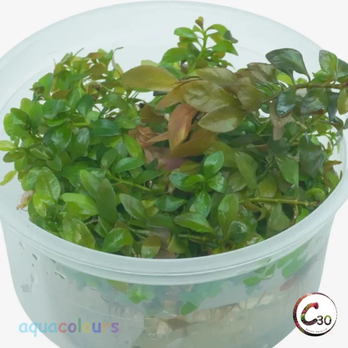Ludwigia Orange