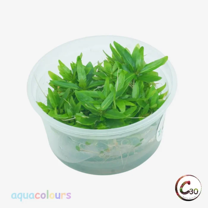 C30 Staurogyne repens