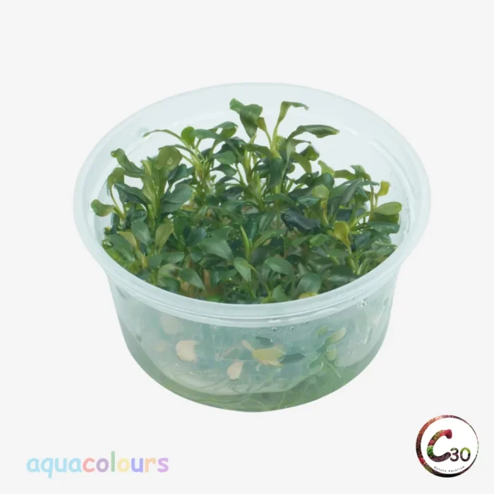 Bucephalandra Sintang