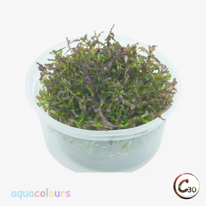 Rotala Blood Red