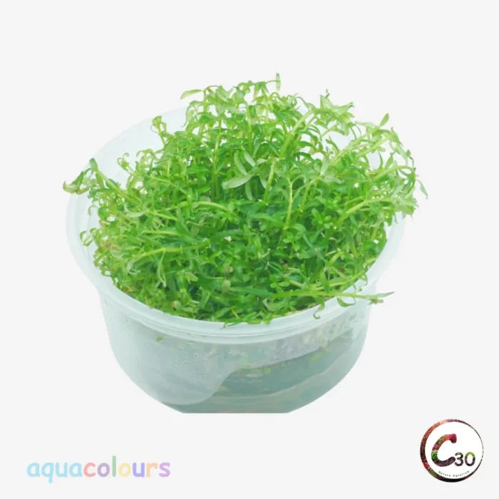 Rotala rotundifolia Green