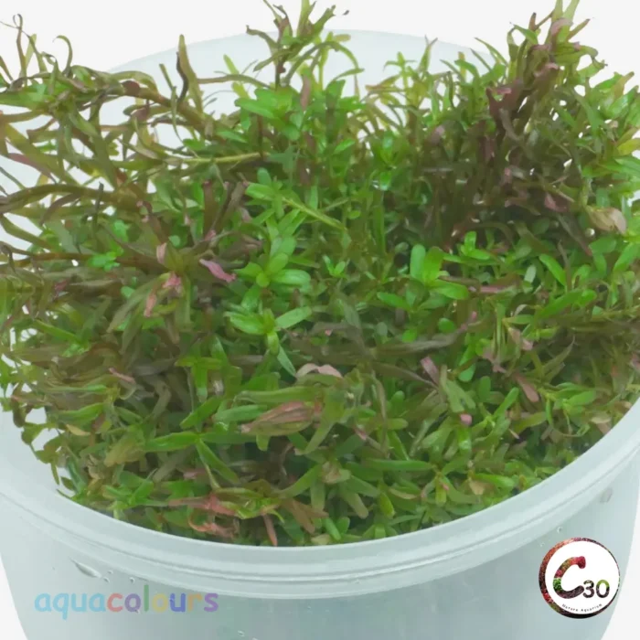 Limnophila aromatica Mini