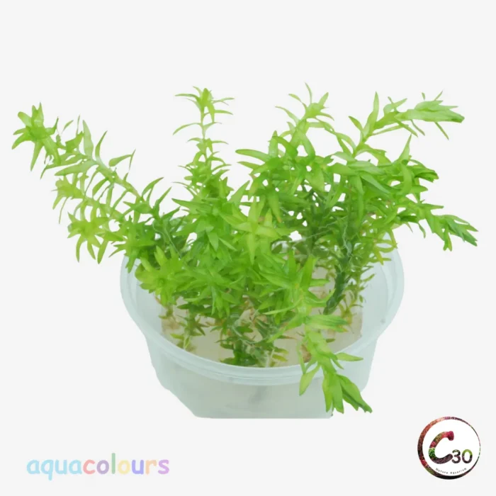 C30 Tonina fluviatilis