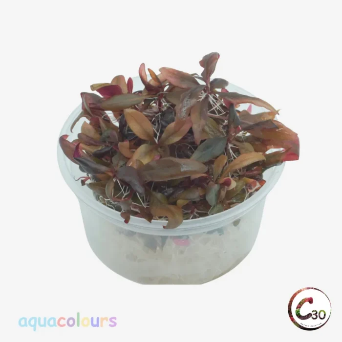 C30 Alternanthera reineckii Mini