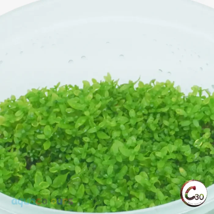 Micranthemum Monte Carlo