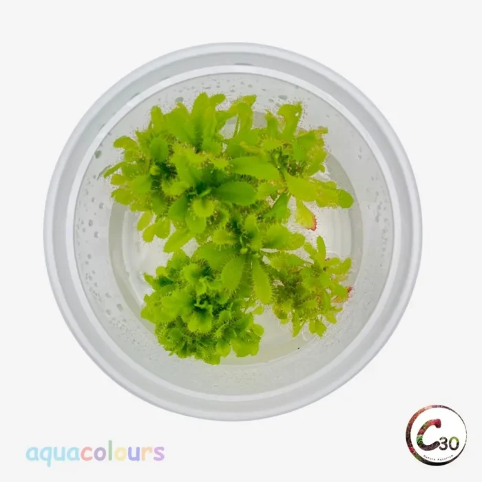 C30 Pogostemon helferi ‘Marble’ – Variegated Foreground Aquarium Plant