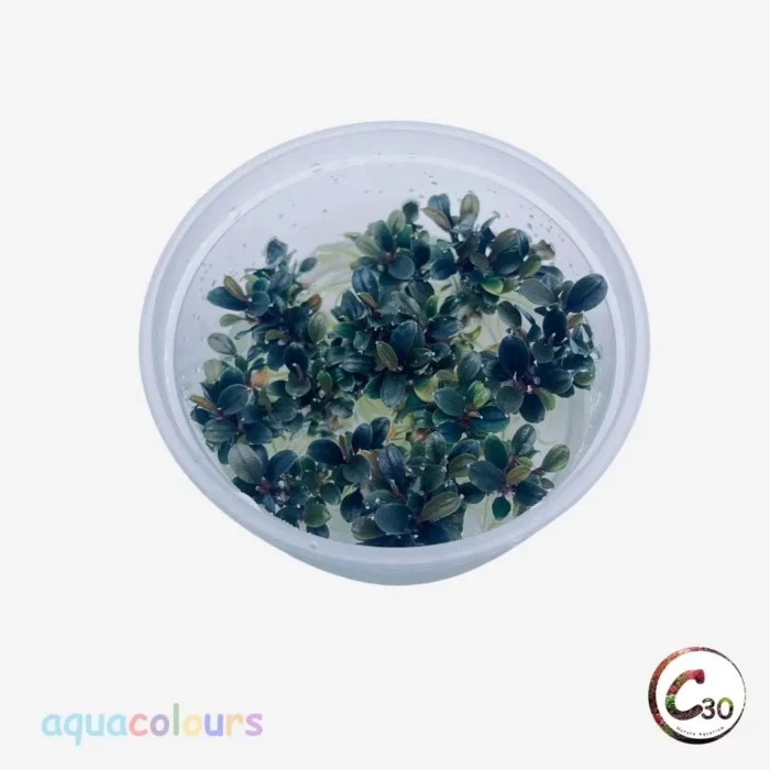 Bucephalandra Kedagang