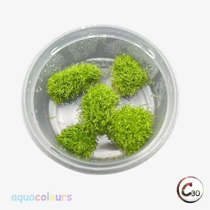 C30 Utricularia graminifolia