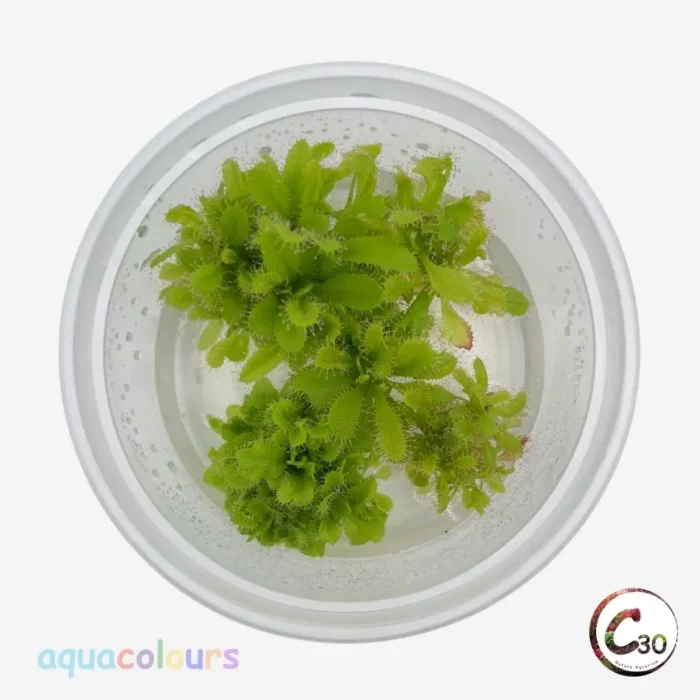C30 Pogostemon helferi – Compact Textured Foreground Aquarium Plant