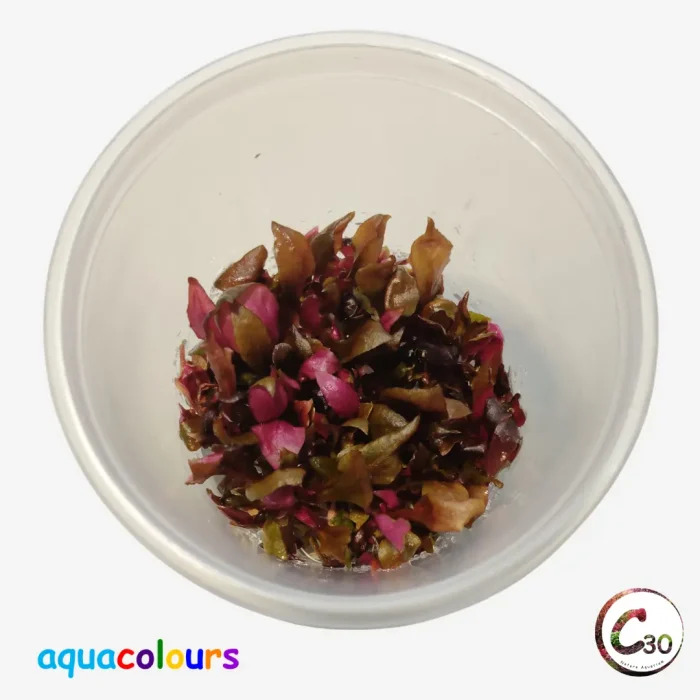 Alternanthera reineckii ‘Rosanervig’