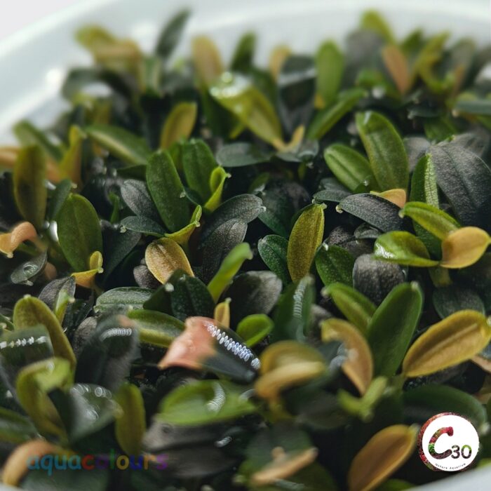 C30 Bucephalandra Mini Blue – Tissue Culture Aquarium Plant