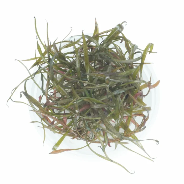 C30 – Cryptocoryne spiralis ‘Red’