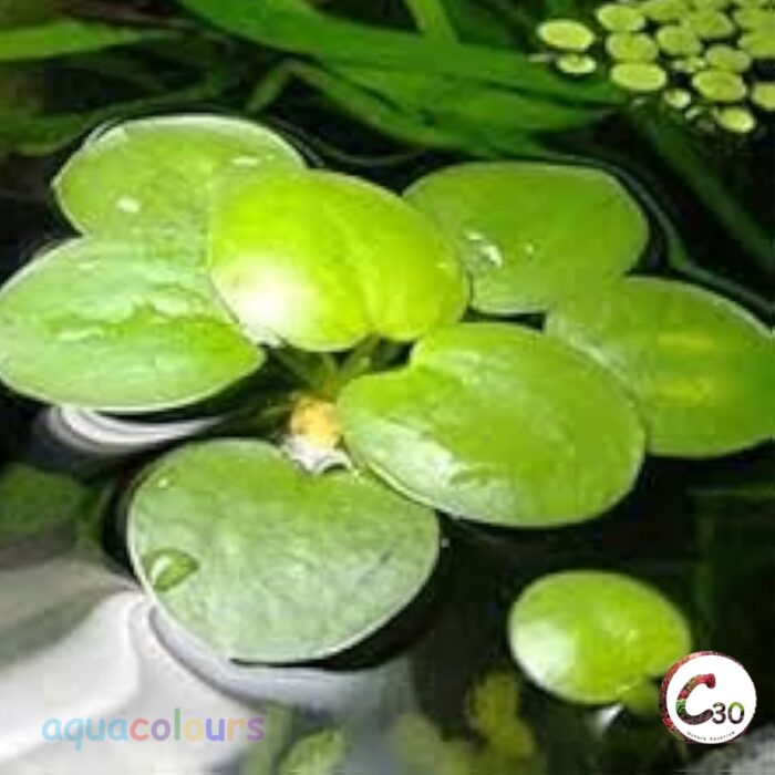 Frogbit (Limnobium laevigatum)