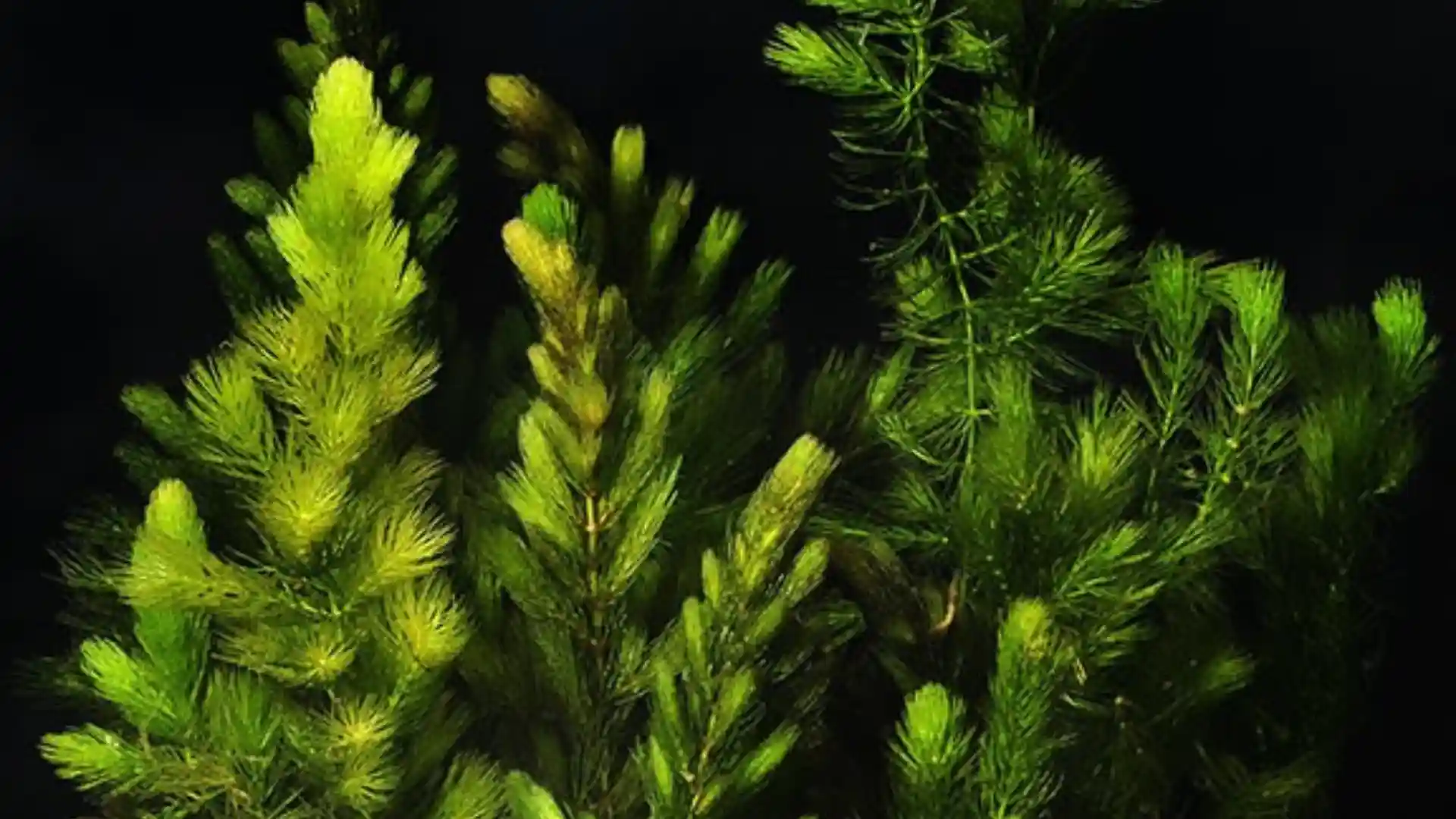 Best Aquarium Plants