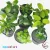 Anubias Gold, Glabra, Dragon Claw,Petite...