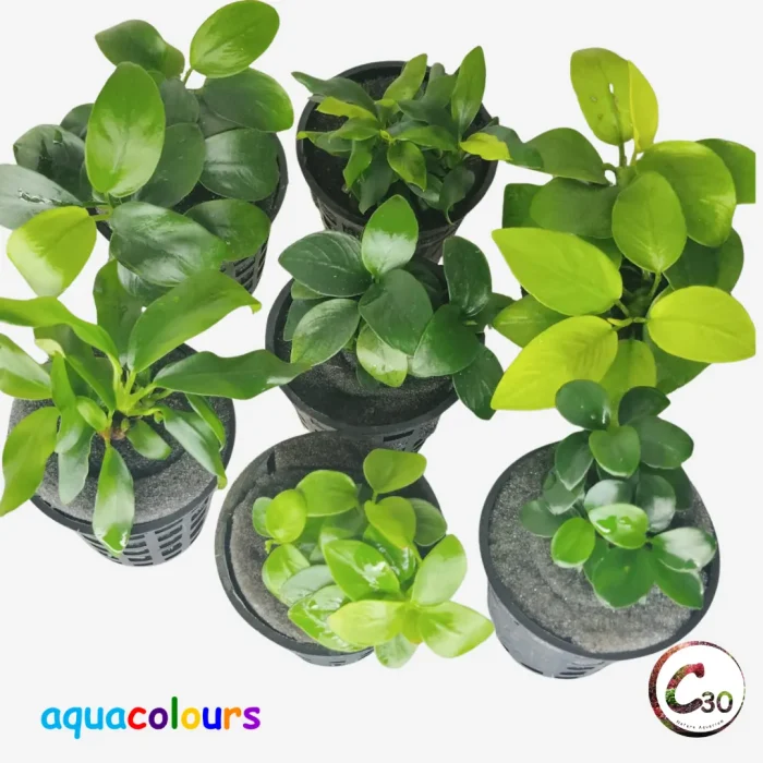 Anubias Combo Offer !!!