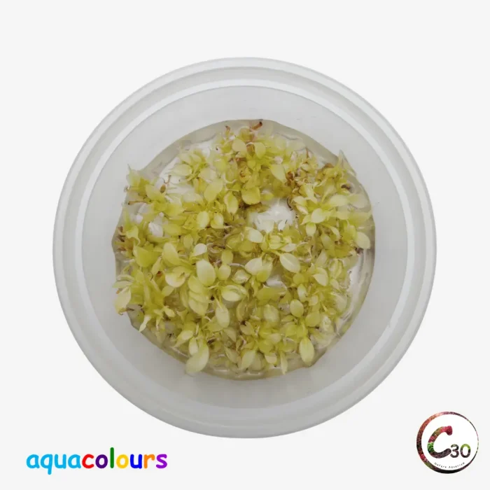 Anubias Marble White