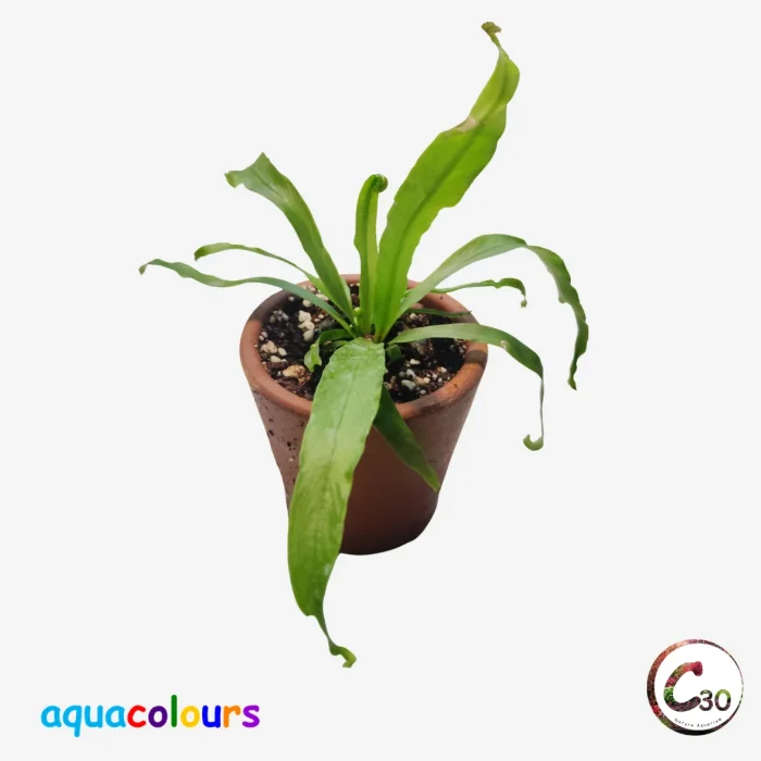 Asplenium Antiquum ‘Victoria’