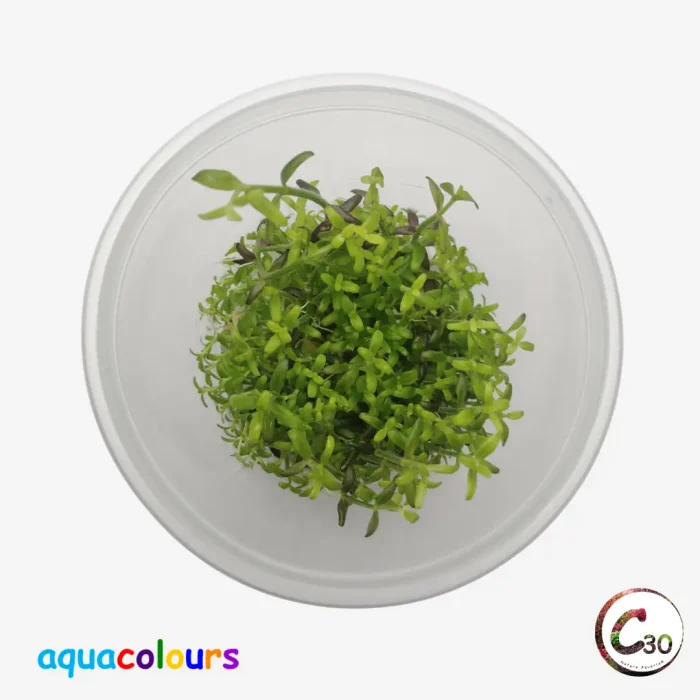 Bacopa salzmannii 'Purple' var