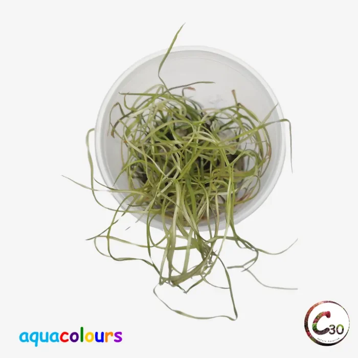 Cryptocoryne Sivadasini