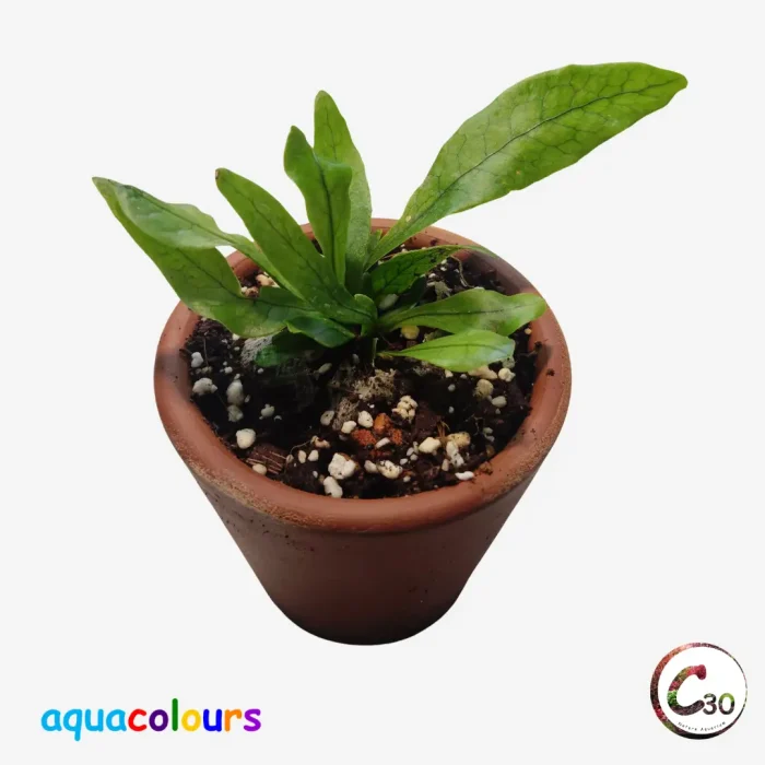 Microsorum musifolium ‘Crocodyllus’