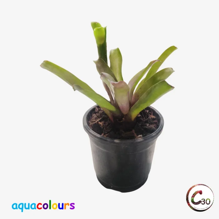 Neoregelia Bromeliad Plant