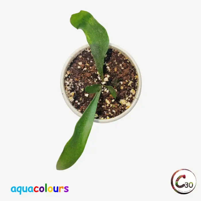 Platycerium bifurcatum