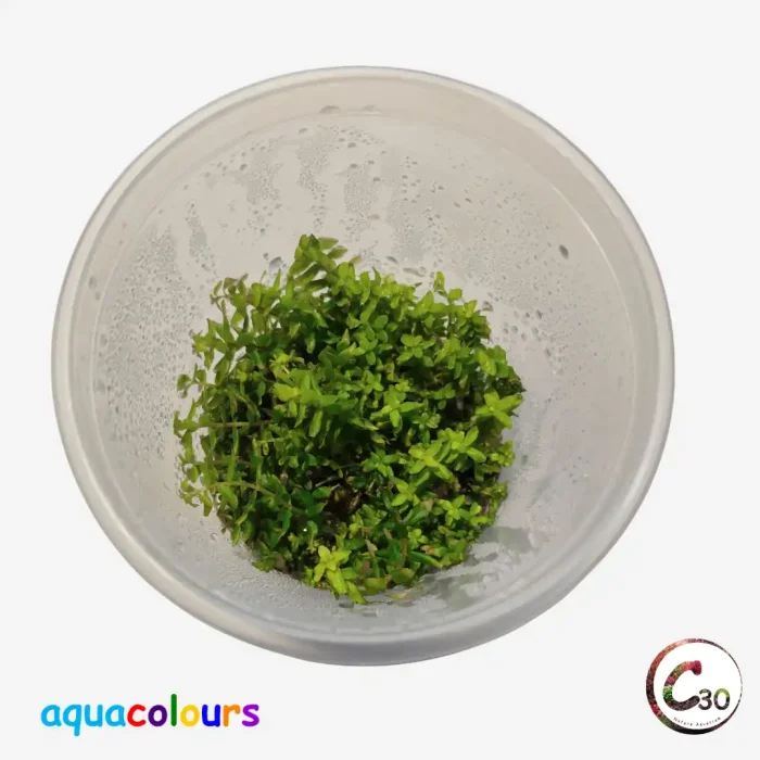 Rotala Macranda 'Green'