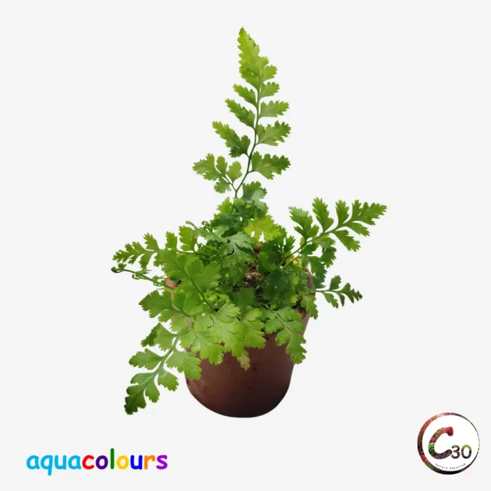 Rumohra adiantiformis