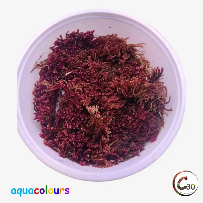 Red Moss