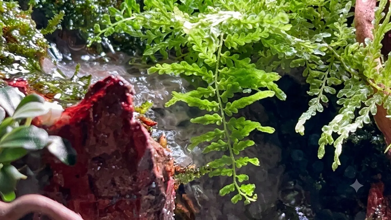 Nature Aquarium