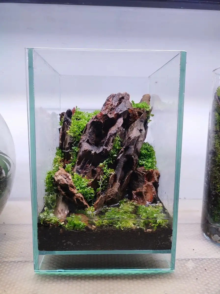 Terrarium
