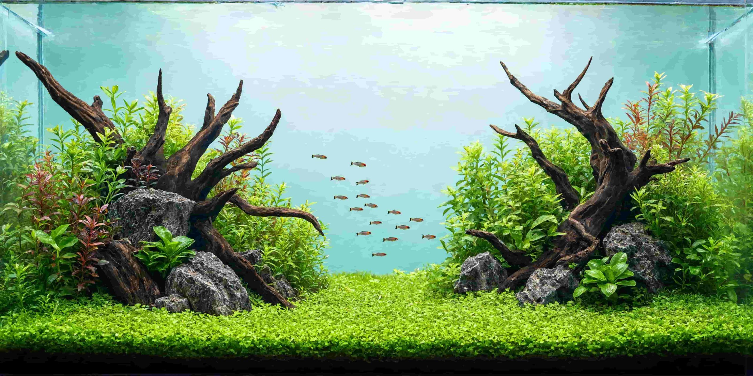 Lush planted aquarium aquascape